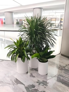 宁波海曙花卉租摆公司，为你装点多彩空间